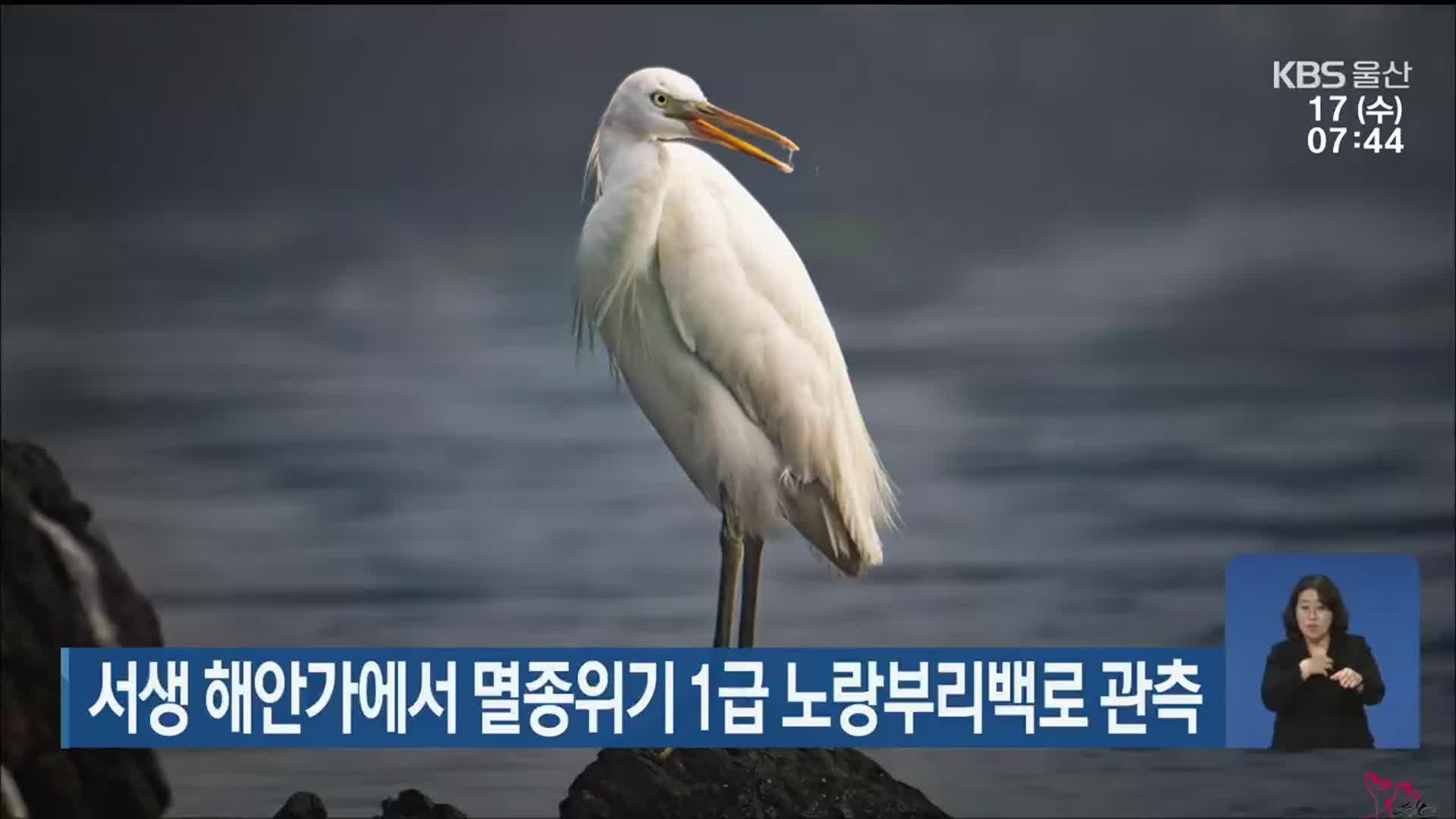 서생 해안가에서 멸종위기 1급 노랑부리백로 관측