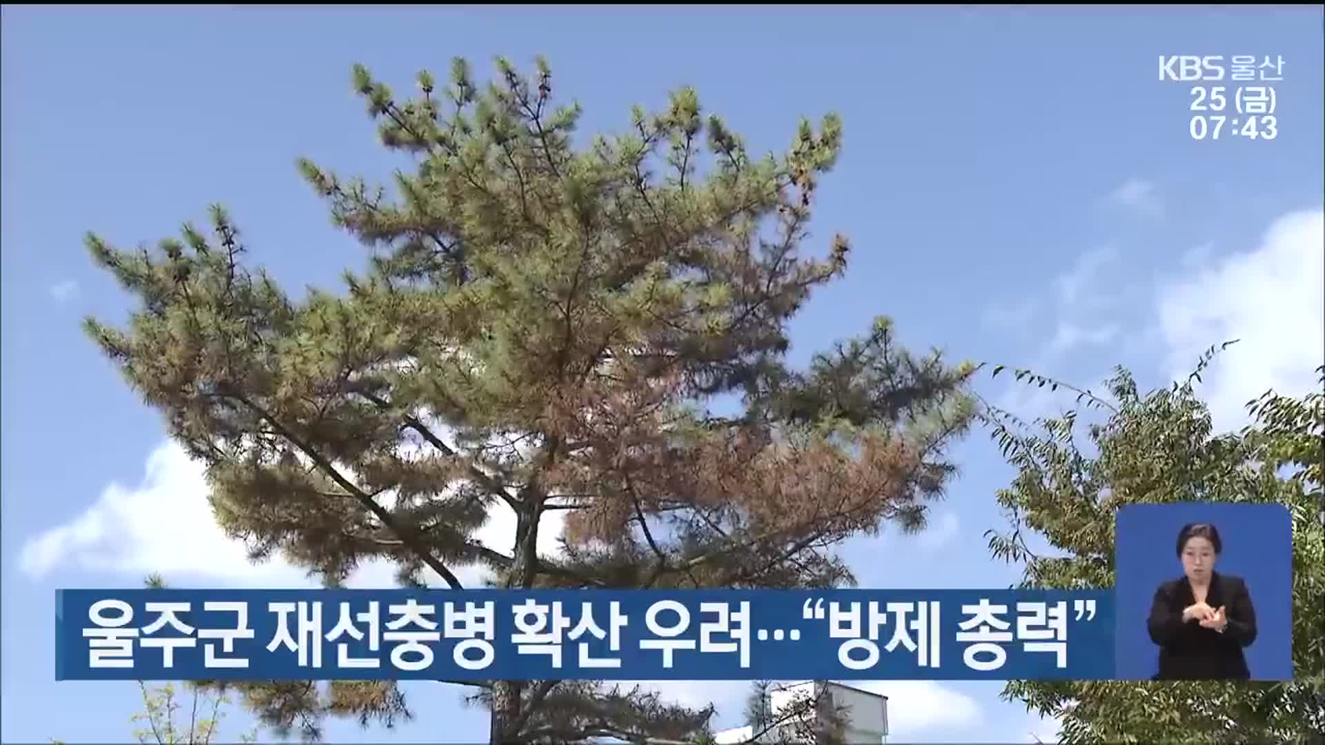 울주군 재선충병 확산 우려…“방제 총력”