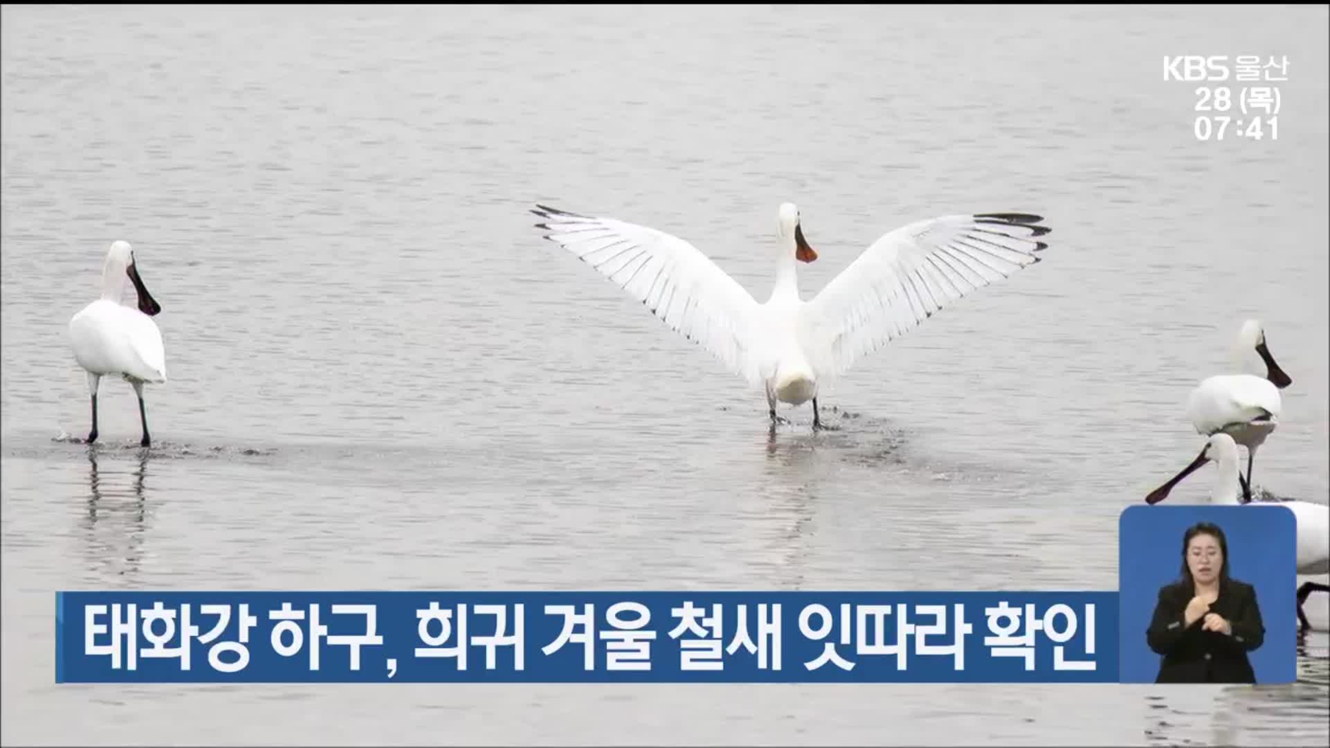 태화강 하구, 희귀 겨울 철새 잇따라 확인