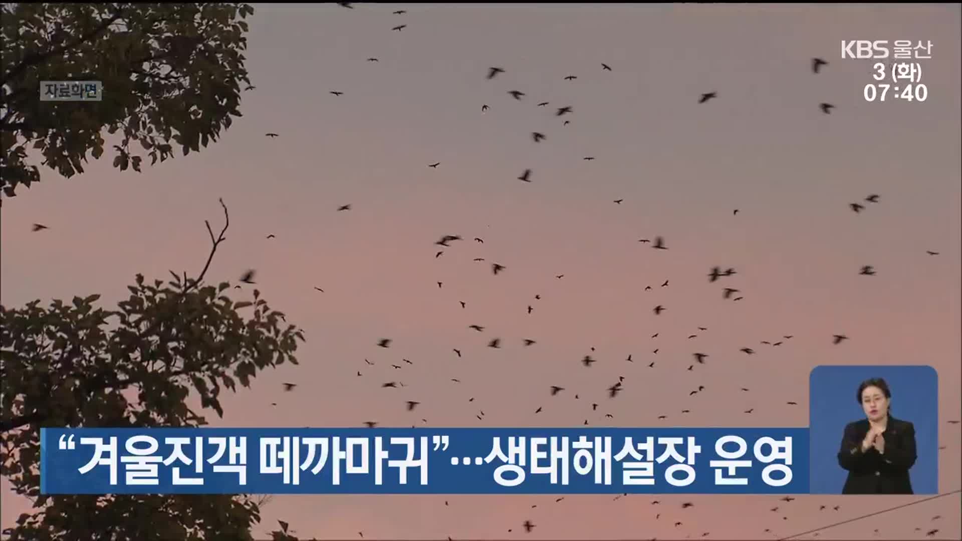 “겨울진객 떼까마귀”…생태해설장 운영