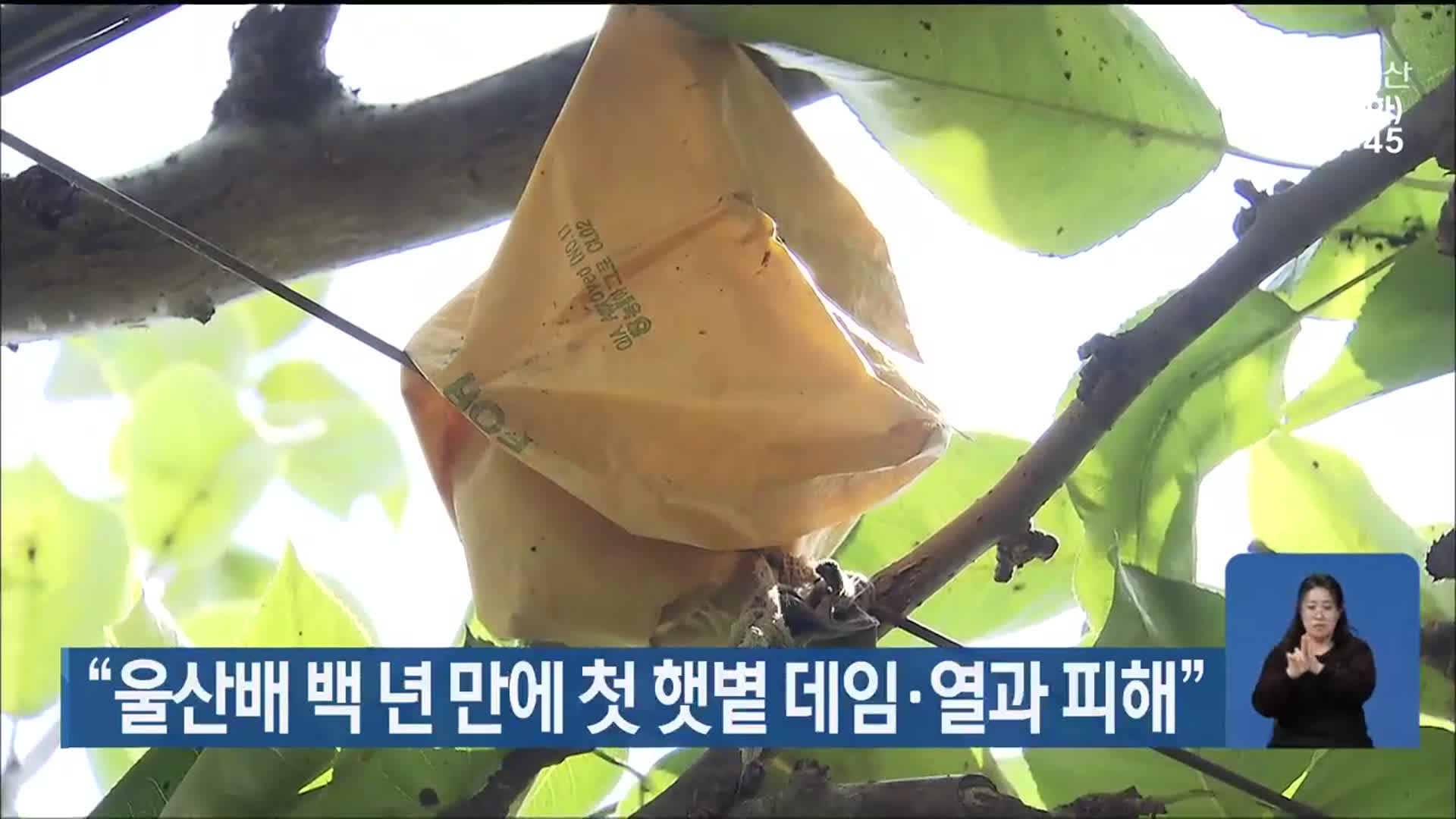 “울산배 백 년 만에 첫 햇볕 데임·열과 피해”