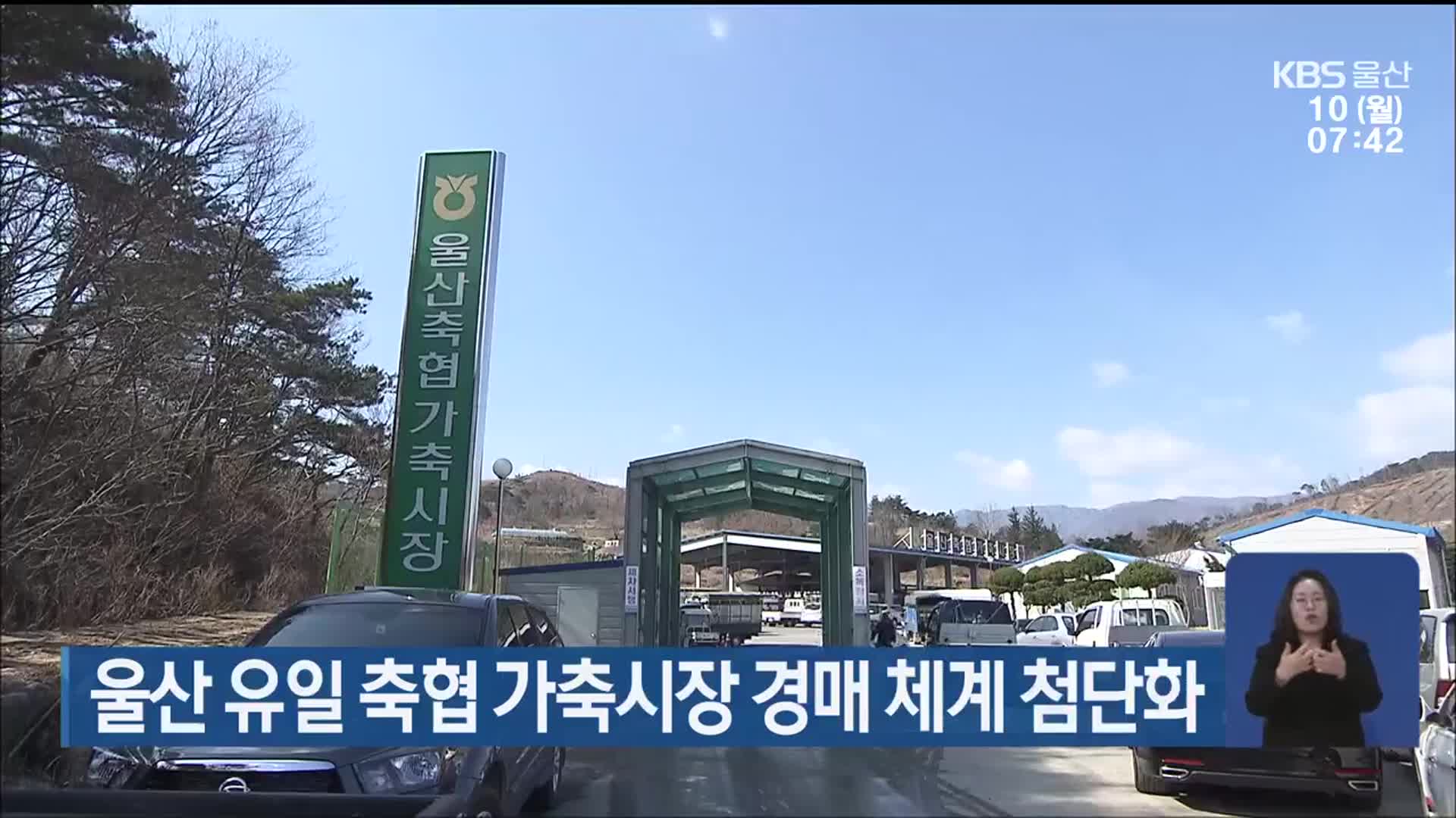 울산 유일 축협 가축시장 경매 체계 첨단화