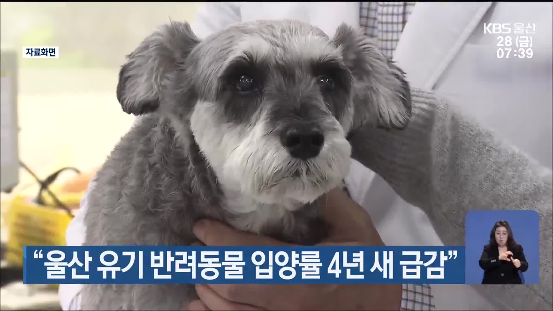 “울산 유기 반려동물 입양률 4년 새 급감”