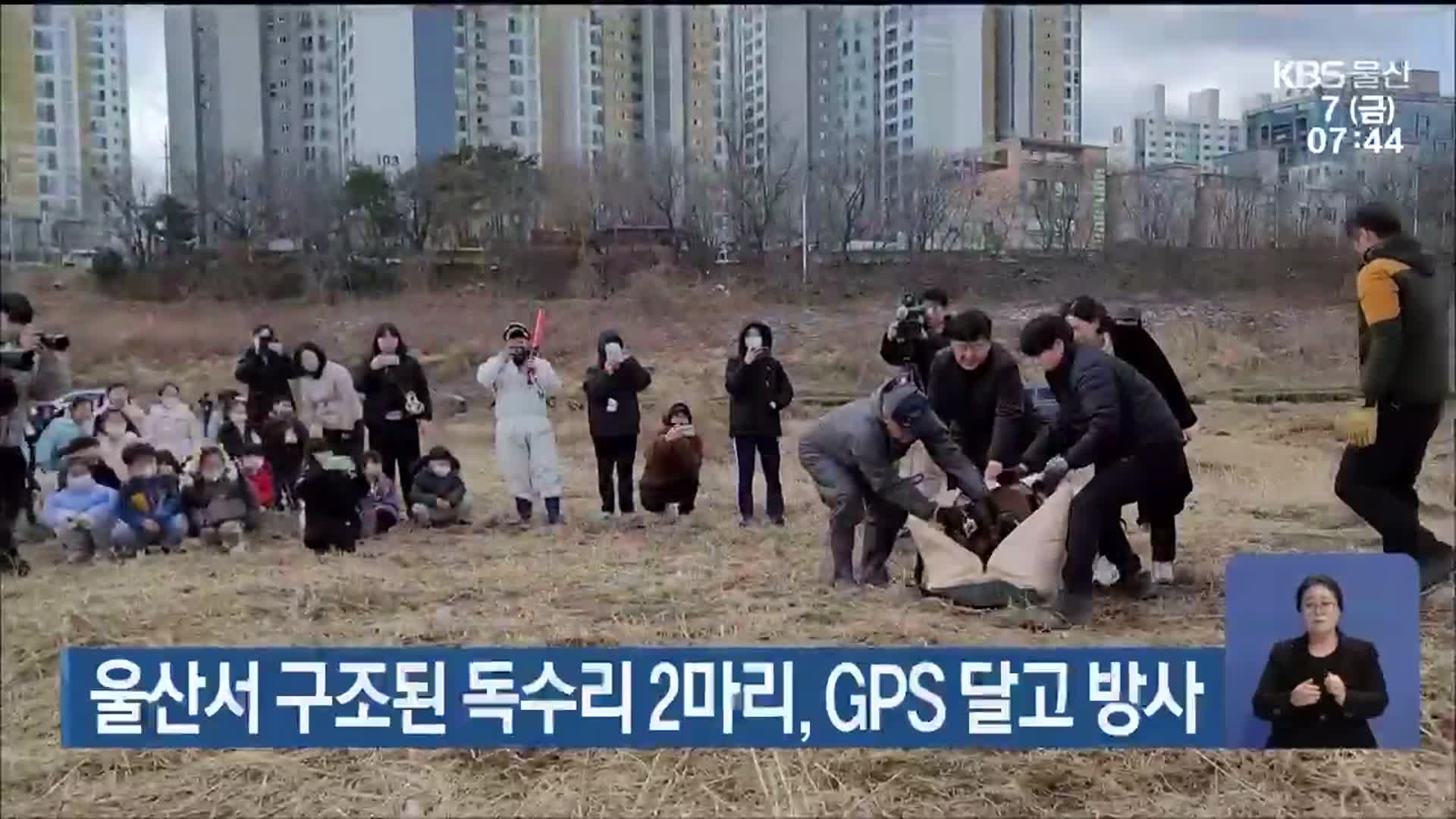 울산서 구조된 독수리 2마리, GPS 달고 방사