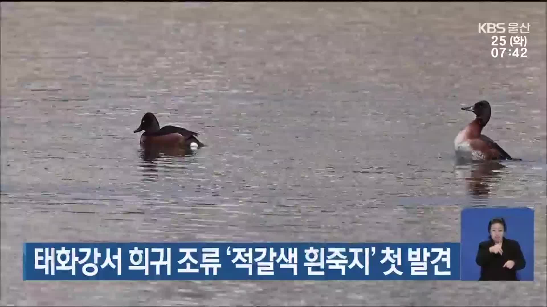 태화강서 희귀 조류 ‘적갈색 흰죽지’ 첫 발견
