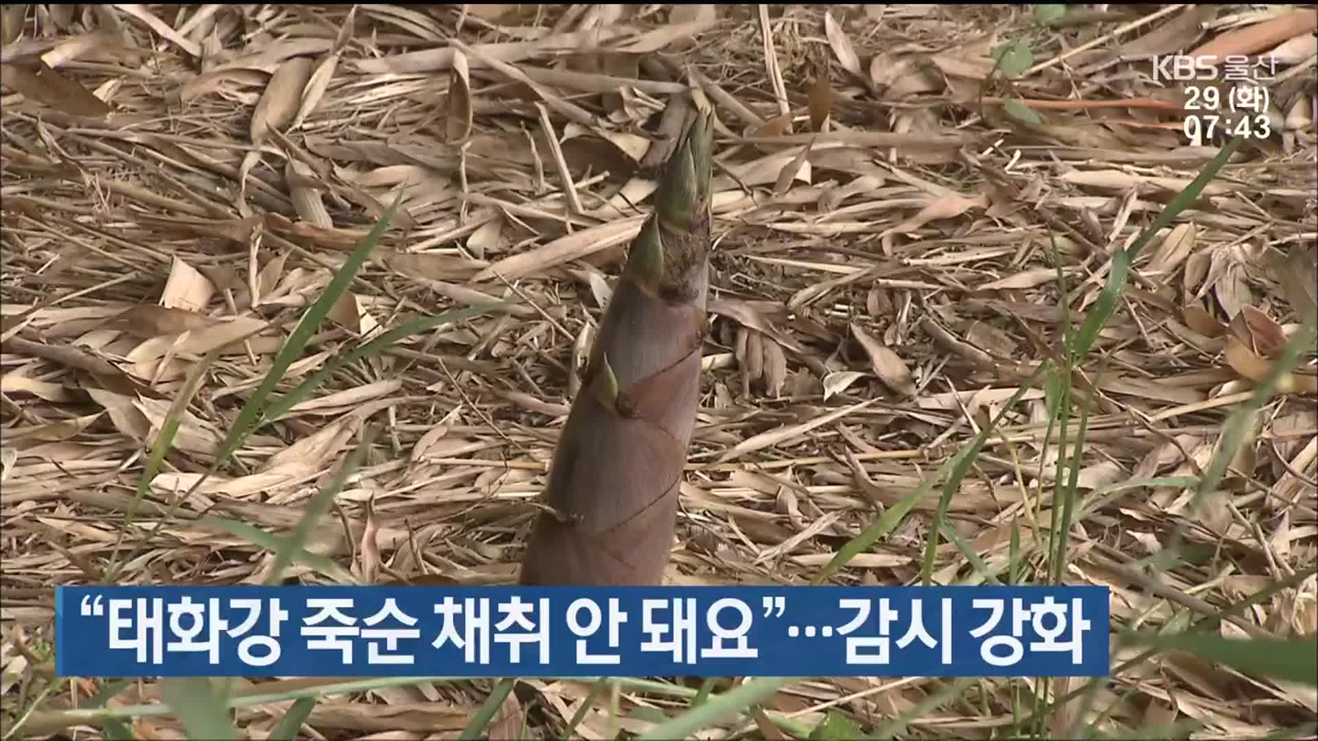 “태화강 죽순 채취 안 돼요”…감시 강화