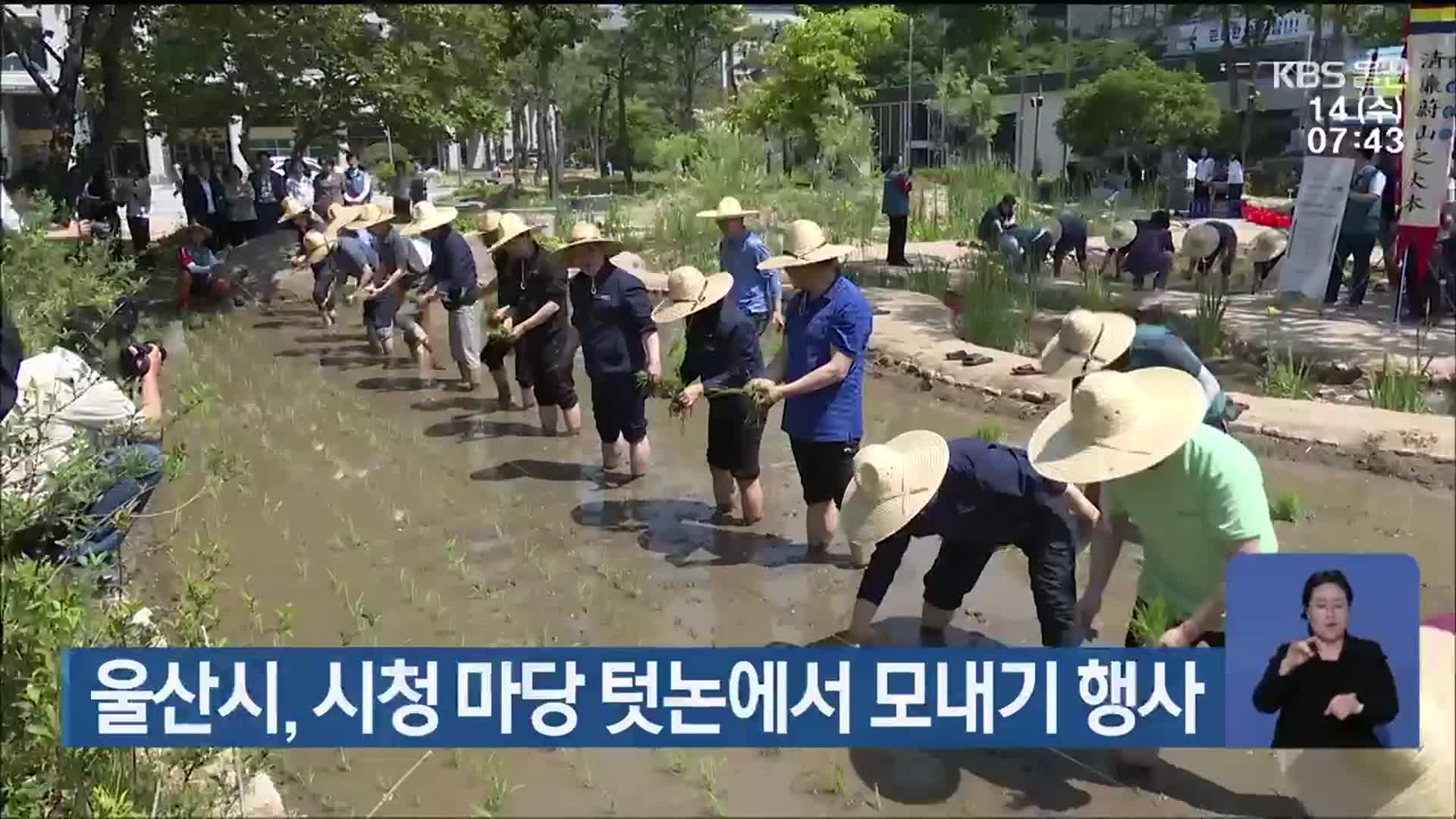 울산시, 시청 마당 텃논에서 모내기 행사