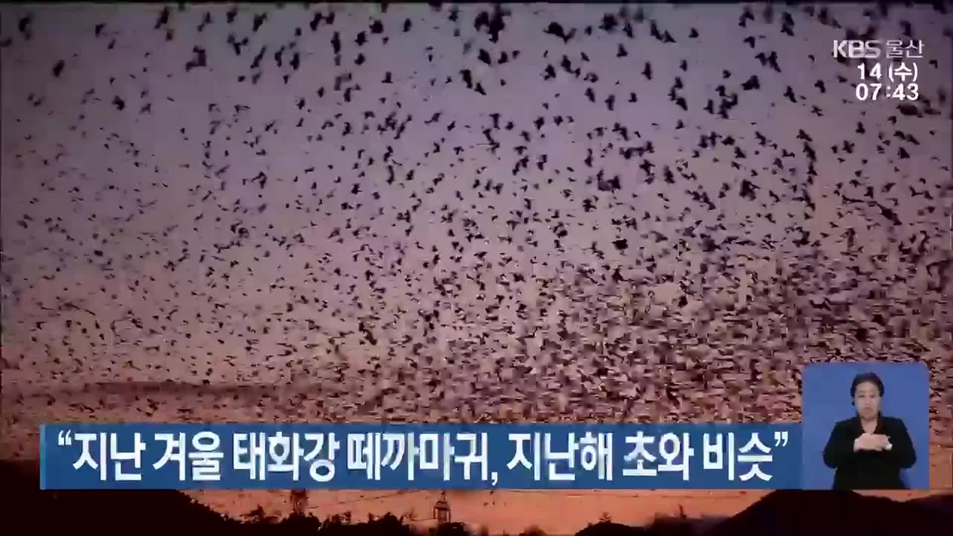 “지난 겨울 태화강 떼까마귀, 지난해 초와 비슷”
