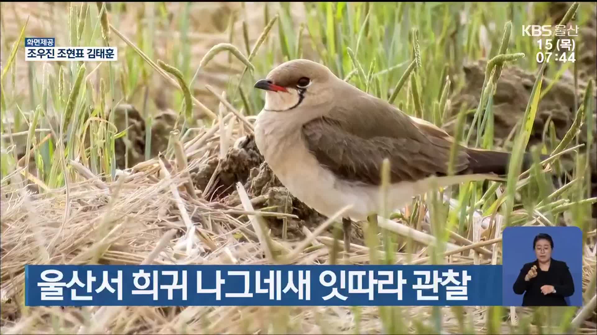 울산서 희귀 나그네새 잇따라 관찰