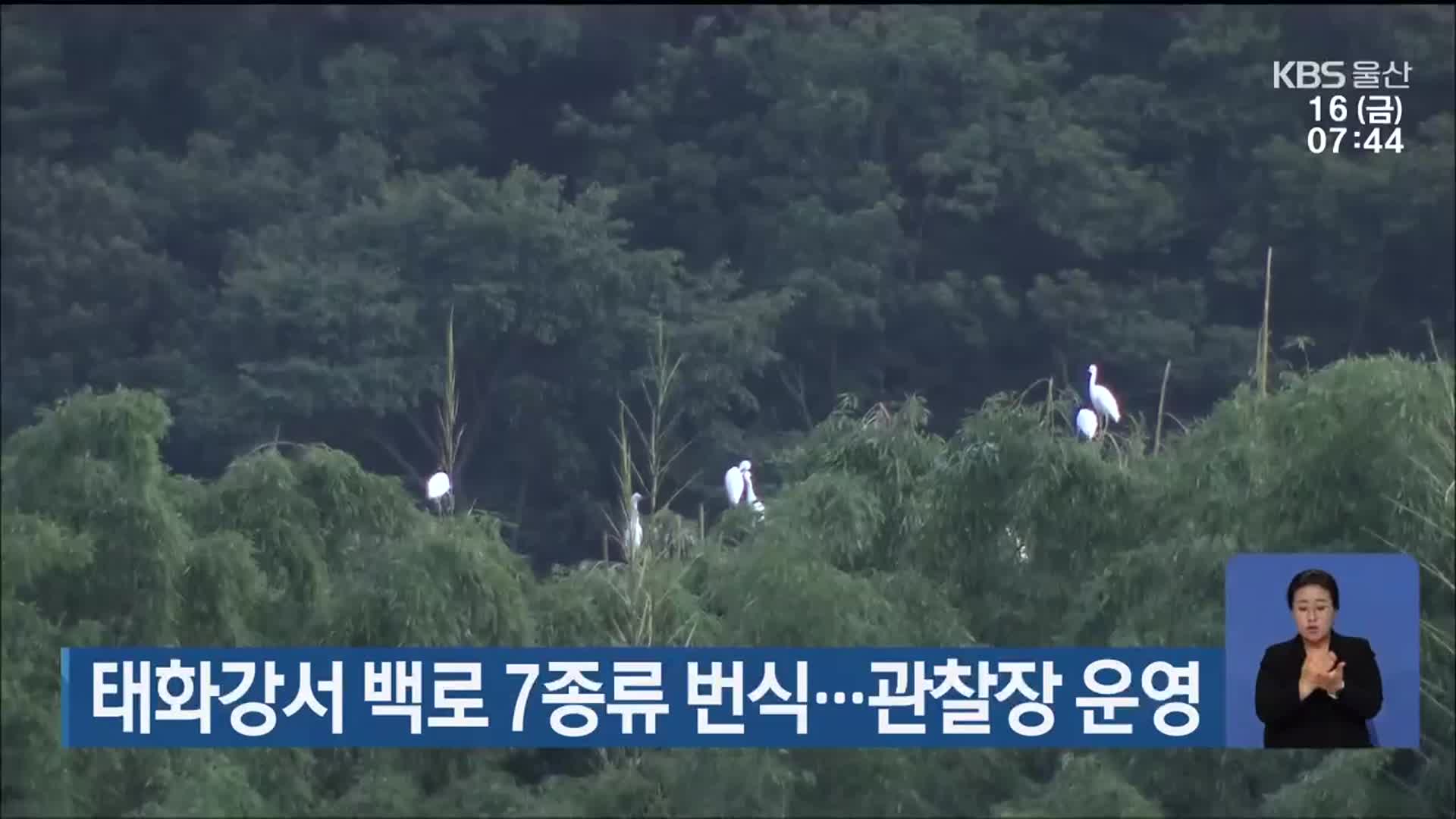 태화강서 백로 7종류 번식…관찰장 운영