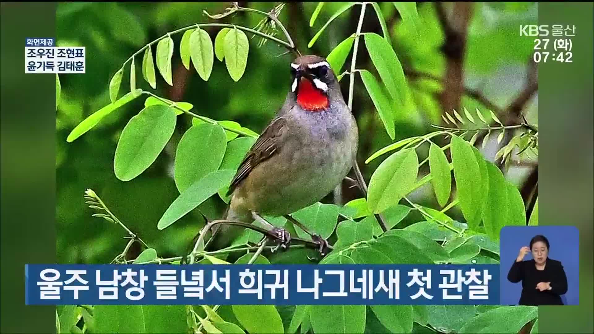 울주 남창 들녘서 희귀 나그네새 첫 관찰