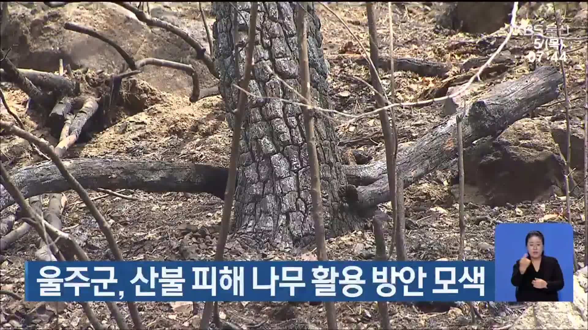울주군, 산불 피해 나무 활용 방안 모색