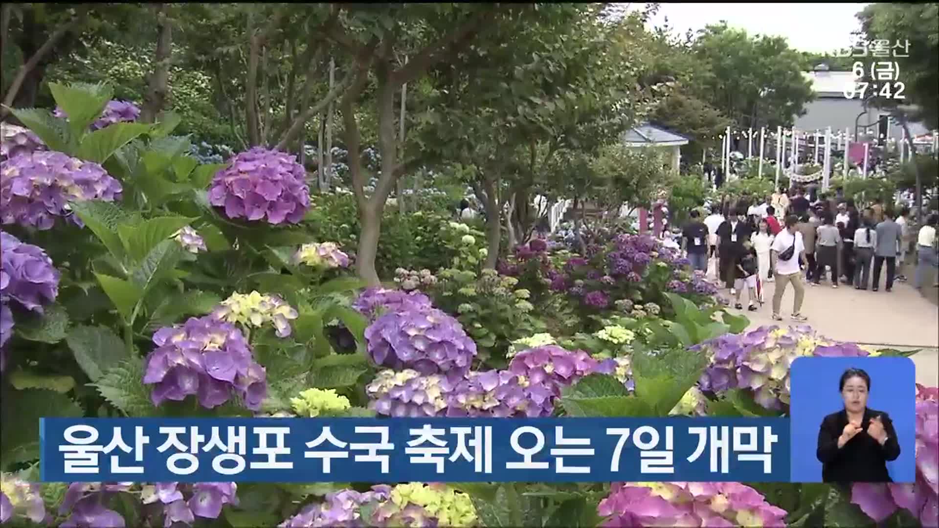 울산 장생포 수국 축제 오는 7일 개막