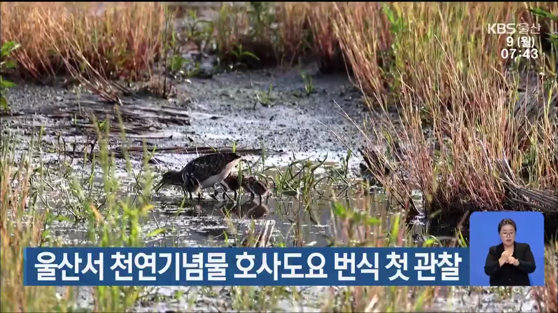 울산서 천연기념물 호사도요 번식 첫 관찰