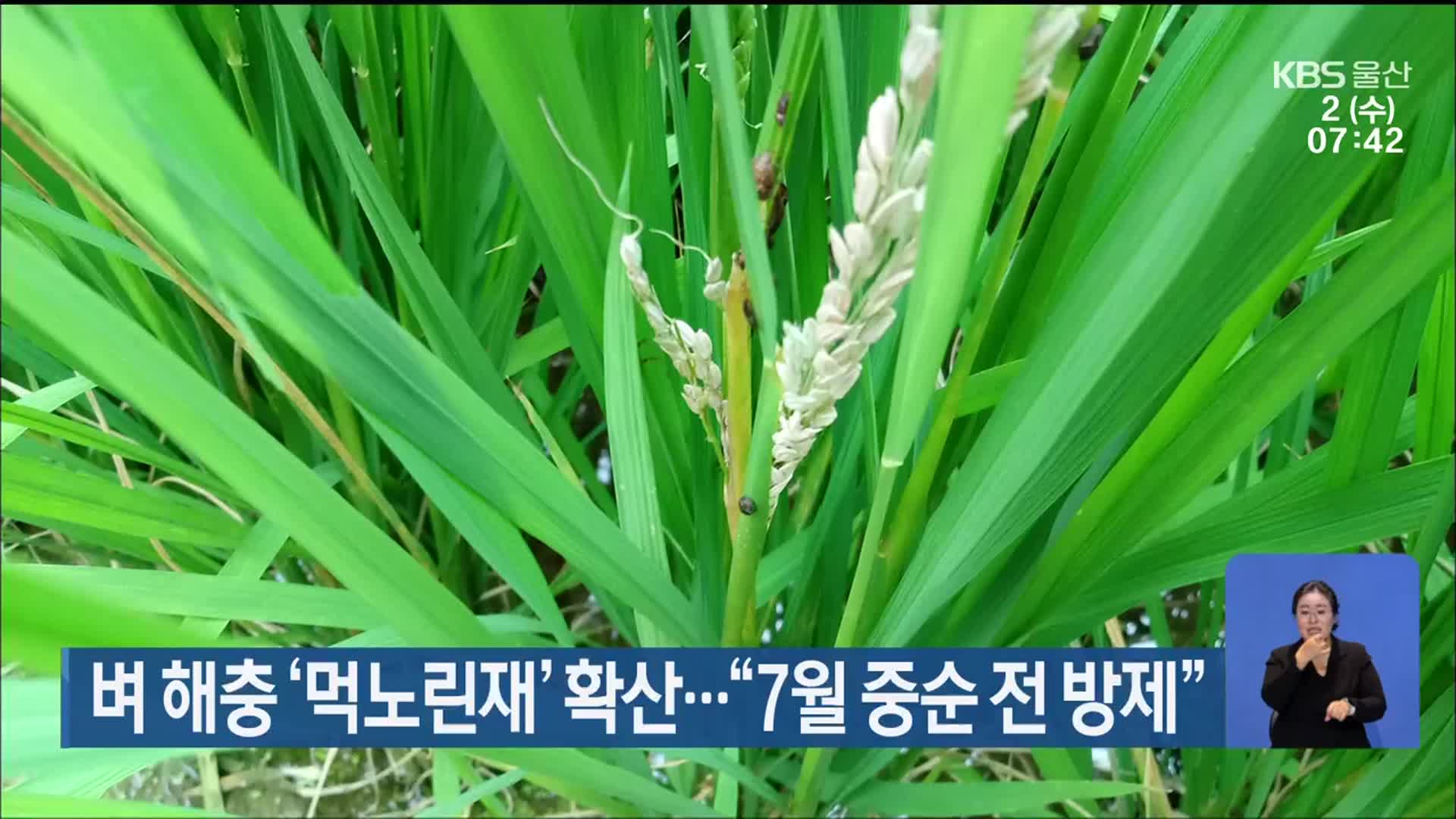 벼 해충 ‘먹노린재’ 확산…“7월 중순 전 방제”