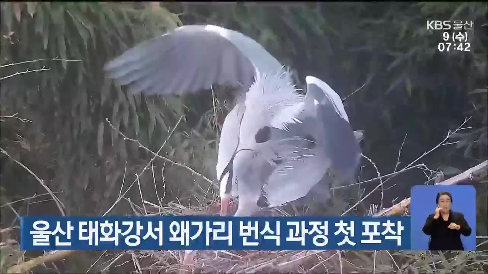 울산 태화강서 왜가리 번식 과정 첫 포착
