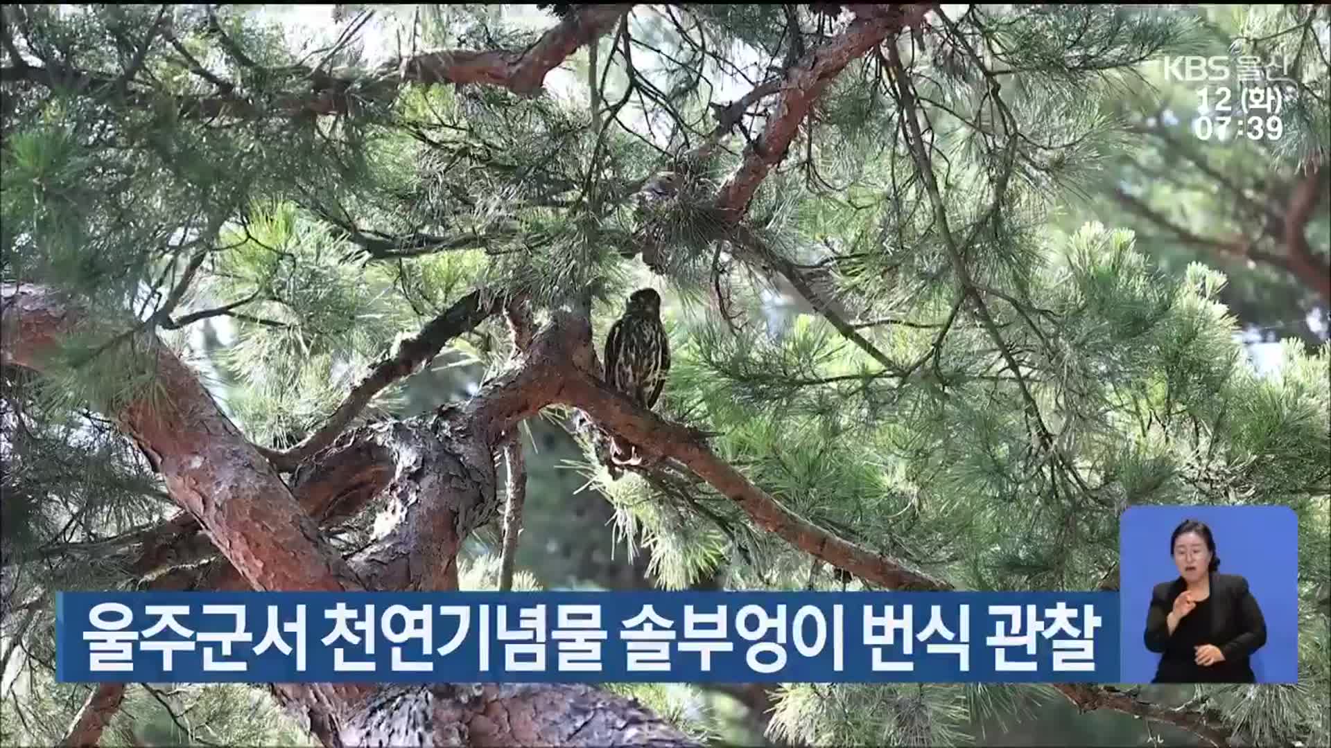 울주군서 천연기념물 솔부엉이 번식 관찰