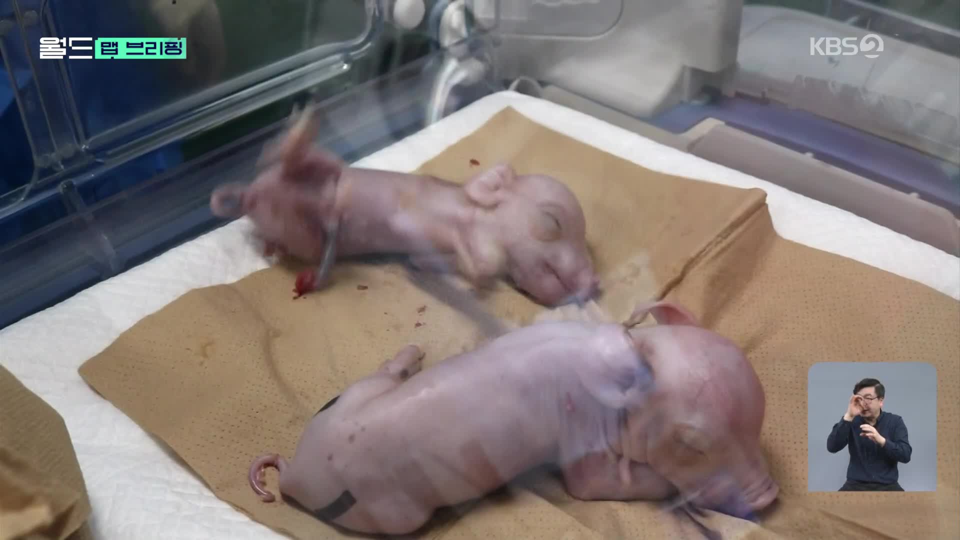 [맵 브리핑] ‘인체 장기이식용’ 돼지 첫 출생