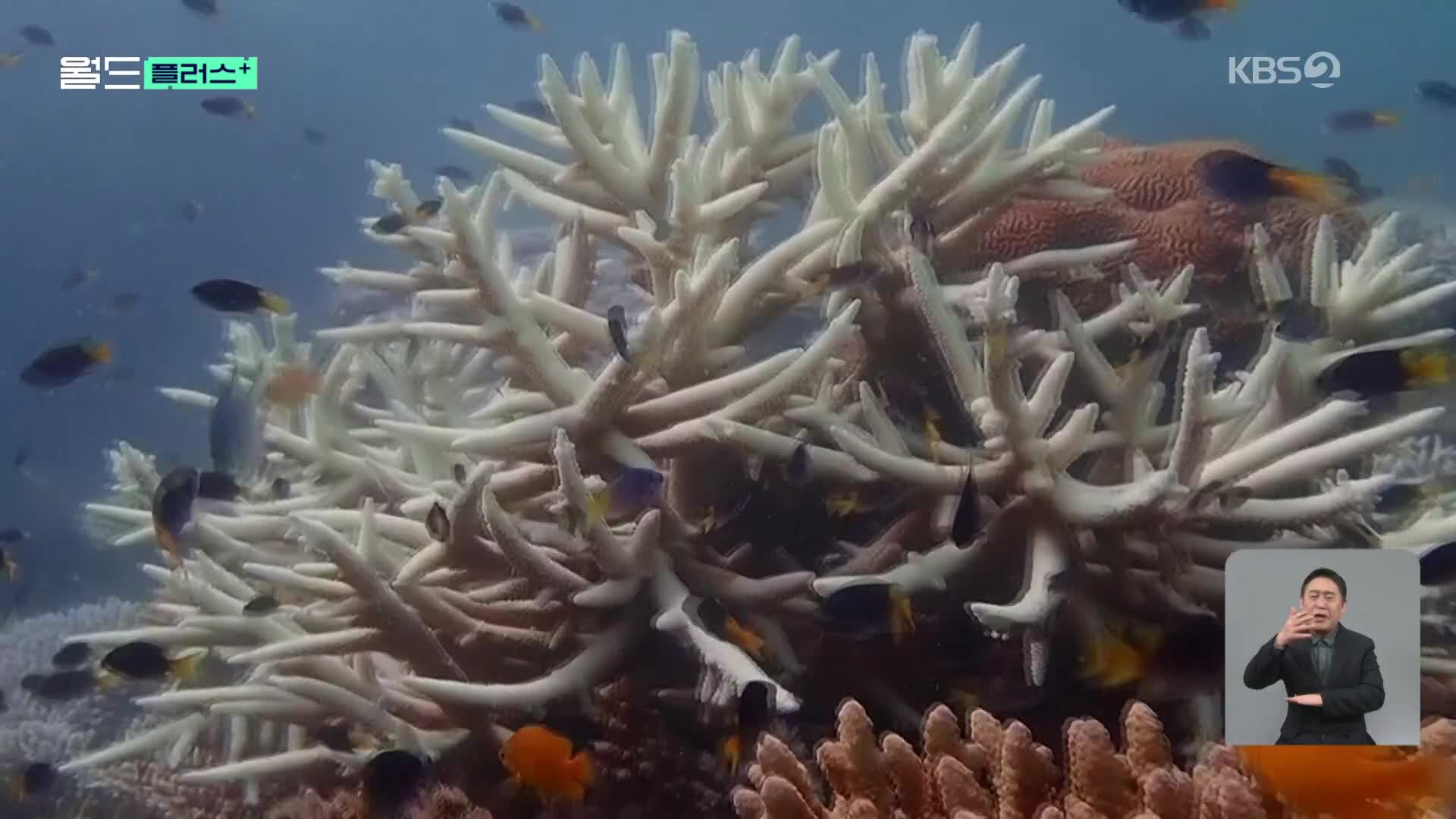 [월드 플러스] 하얗게 변해버린 산호들…과학자들의 경고