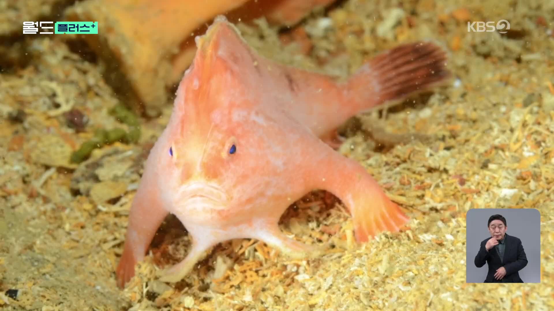 [월드 플러스] 손 달린 물고기?…호주 심해서 발견한 희귀 멸종위기 어류