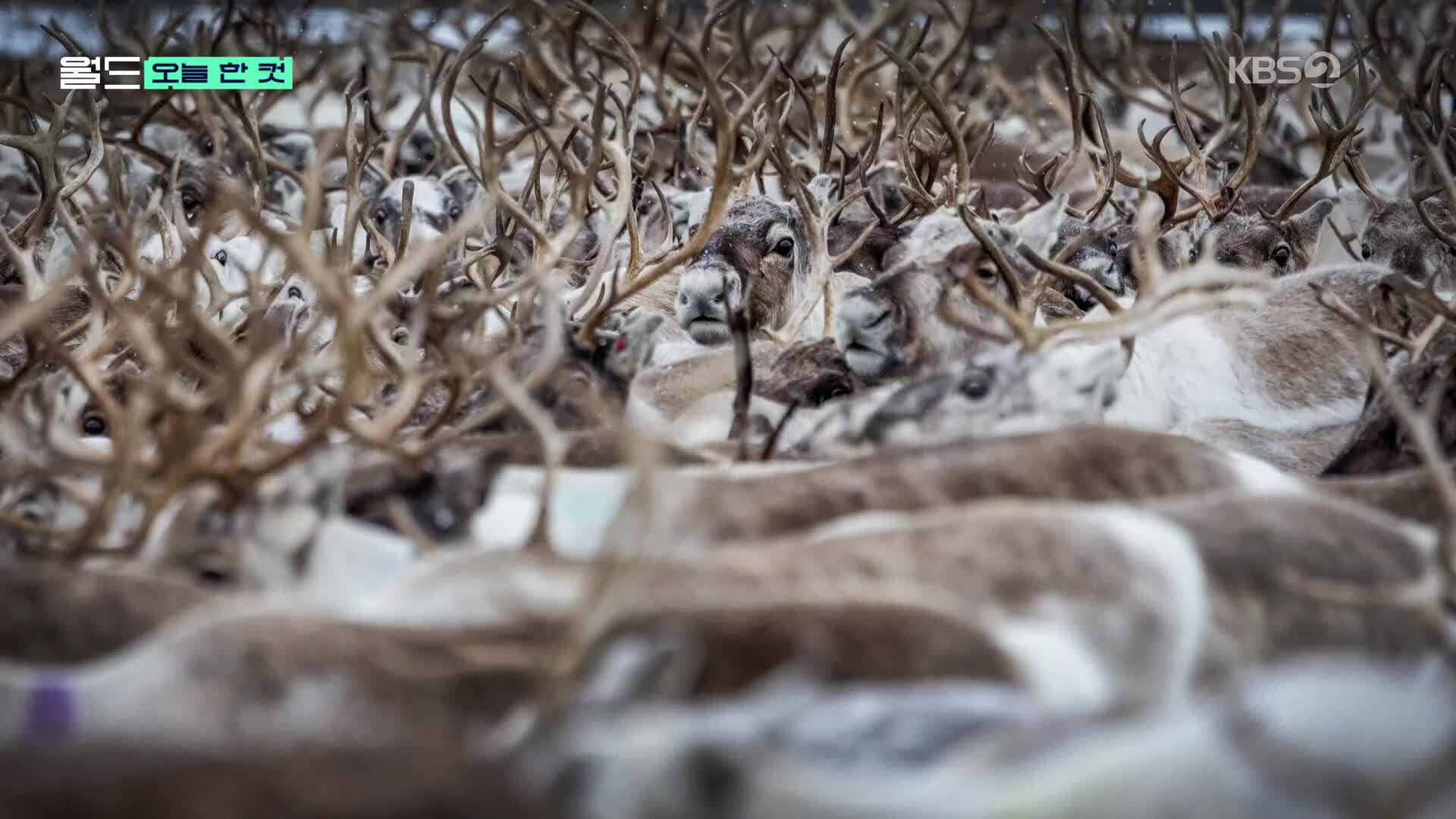 [오늘 한 컷] 기후 위기 최대 피해자 ‘루돌프’?