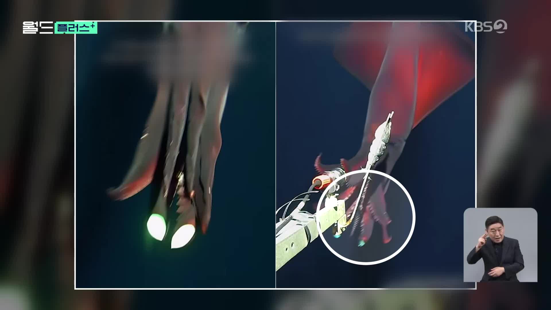 [월드 플러스] 희귀 심해 오징어의 사냥 순간 포착 ‘다리에서 섬광 번쩍’