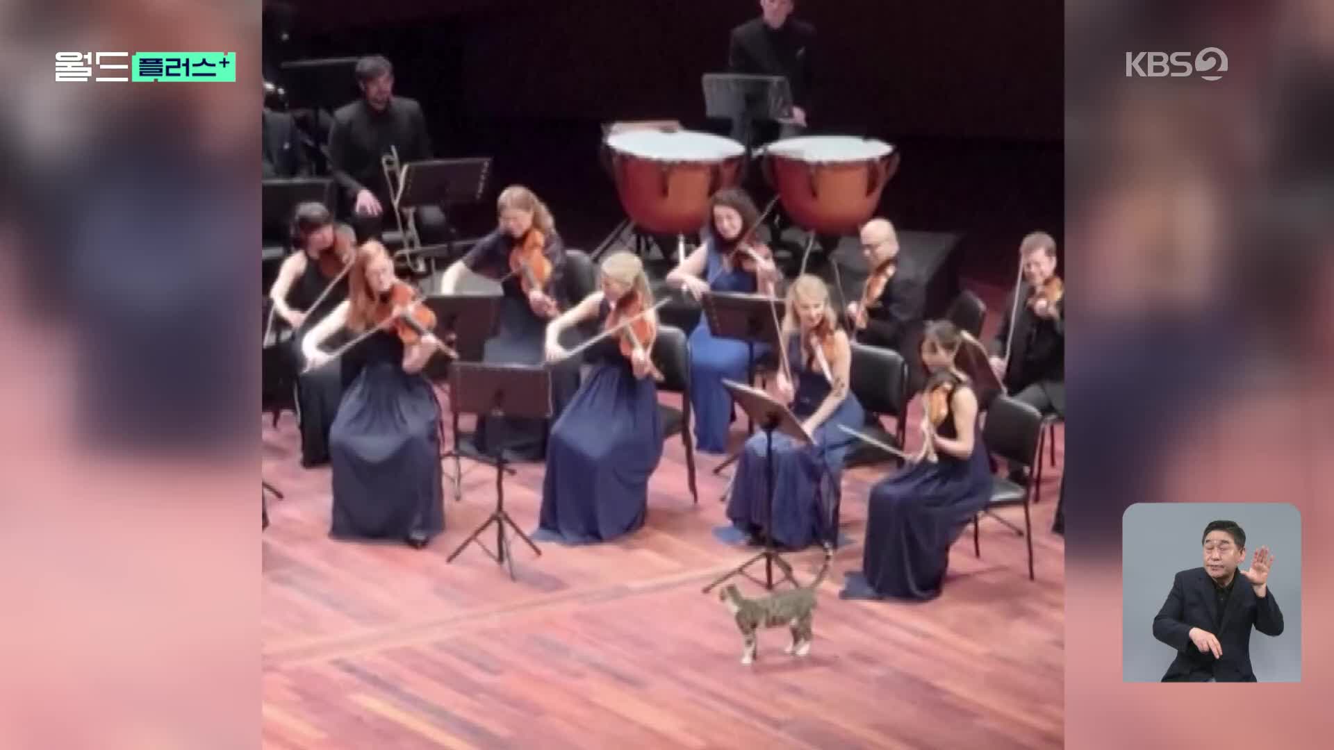 [월드 플러스] “나도 감상한다냥”…오케스트라 공연 속 고양이