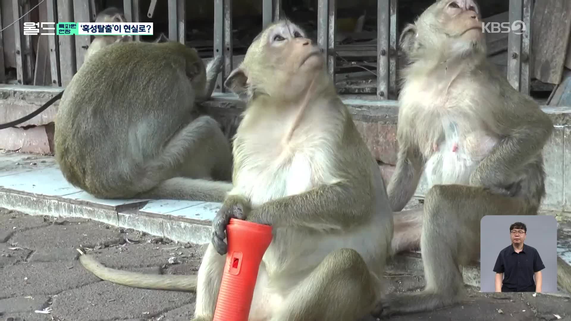 [특파원 현장] ‘혹성탈출’ 실사판?…원숭이 점령 태국 도시 가보니