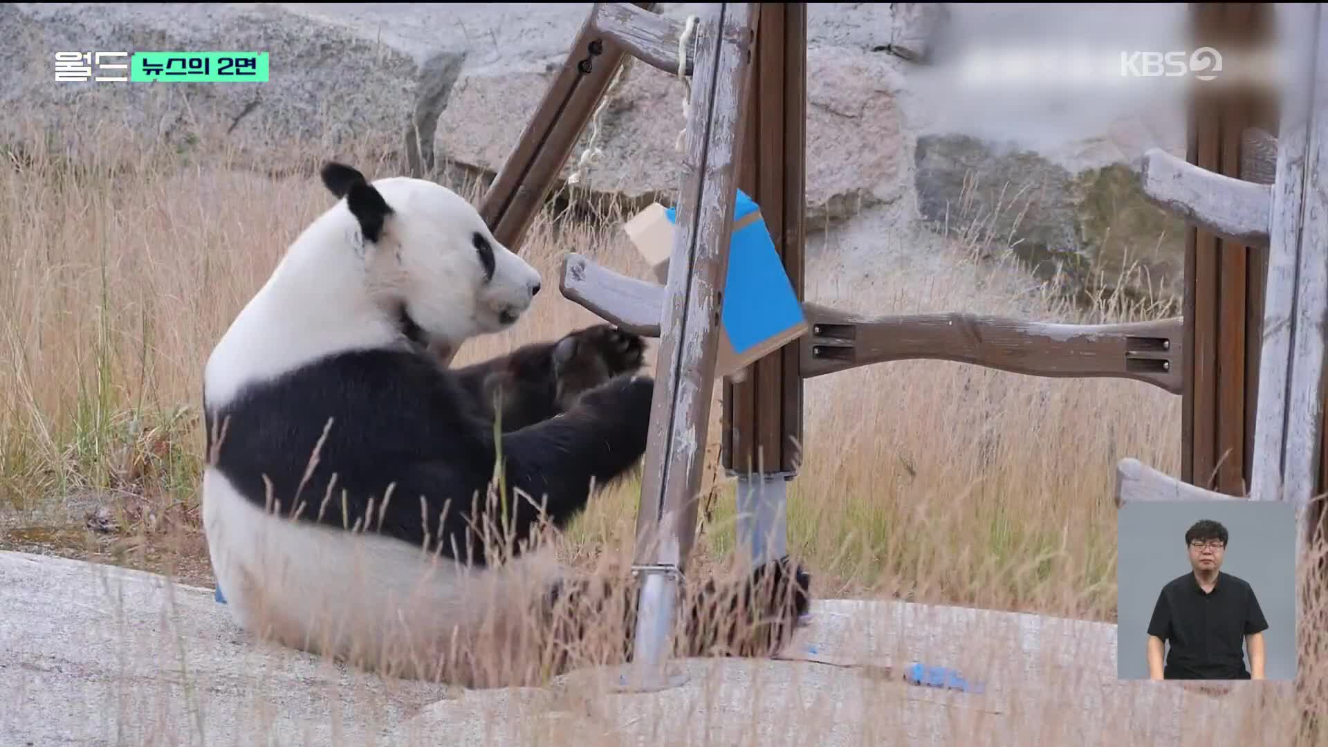 [뉴스의 2면] 핀란드 동물원, 재정난으로 판다 조기 반환