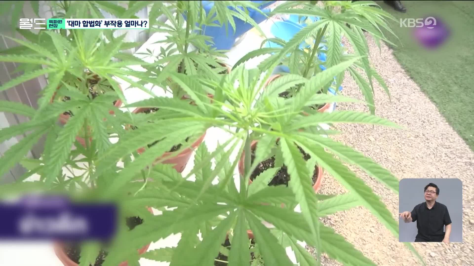 [특파원 현장] ‘대마 합법화’ 태국 다시 규제…업계는 반발