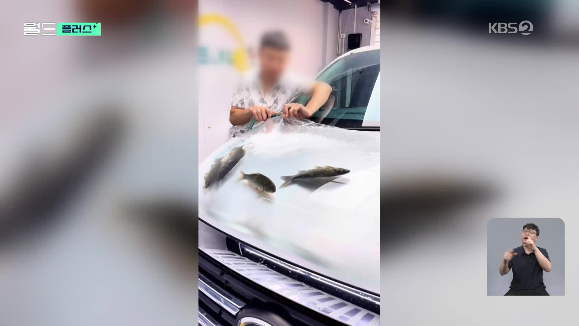 [월드 플러스] 자동차 보닛을 어항으로?…“물고기 학대” 비난 봇물
