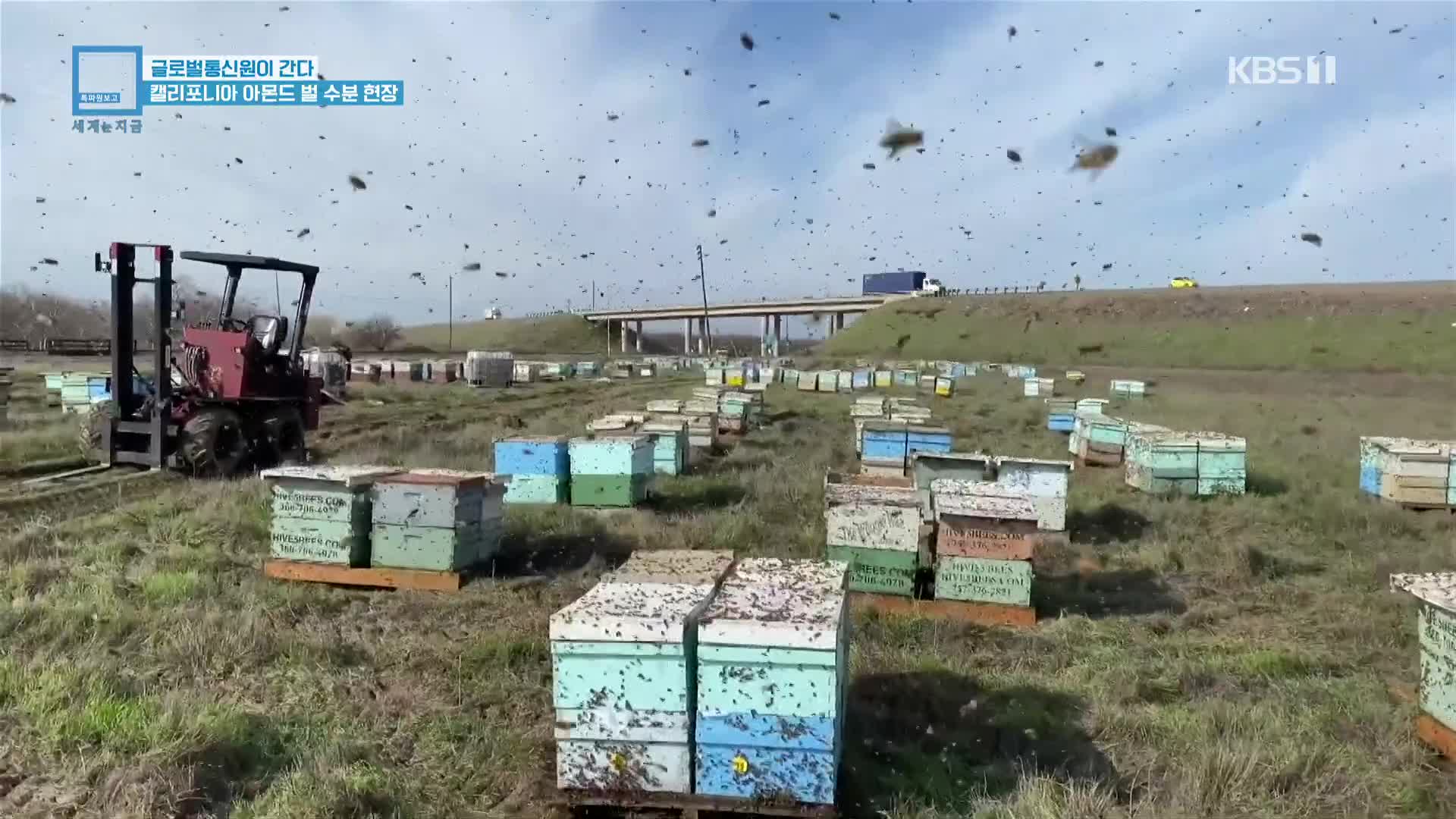 글로벌통신원이 간다…캘리포니아 아몬드 벌 수분 현장