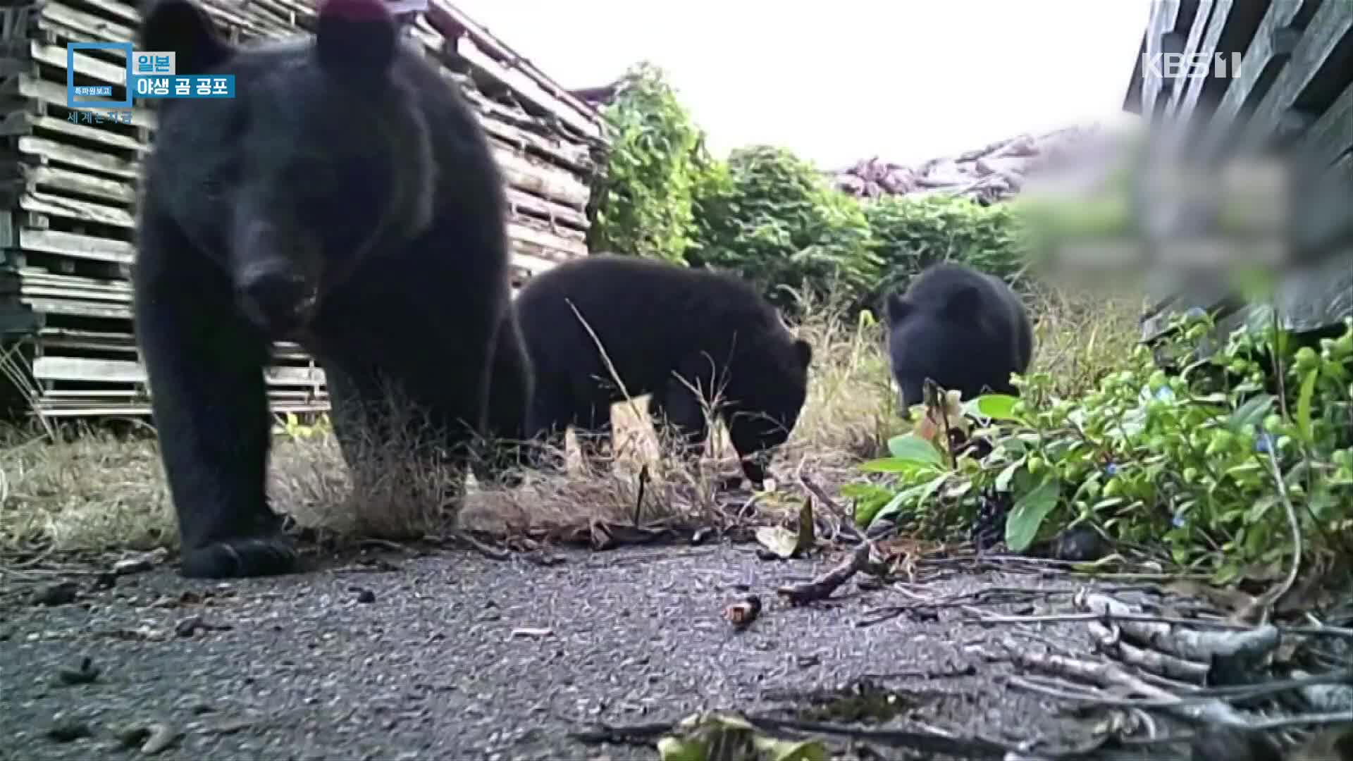 일본, 야생 곰 공포