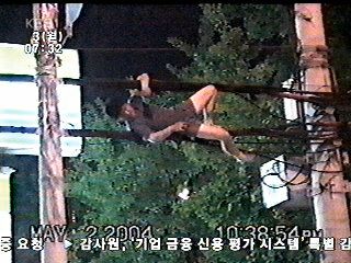 술 취한 40대 전신주 올라가 소동 