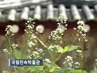 뉴스광장 영상/국립민속박물관 