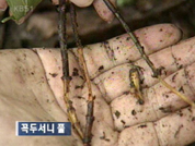 꼭두서니 천연색소 "신장암 유발" 