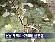 산삼 캐먹은 피서객 2500만원에 합의 