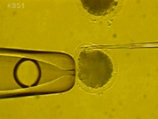 [심층취재]생명공학, 과학인가? 윤리인가? 