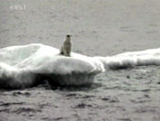 “온난화로 2100년 북극곰 사라질 위기” 外 2건 