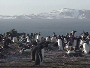 남극 리포트/기후 변화 가늠자 남극 