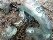 제주도 해수욕장서 독성 해파리 공격 