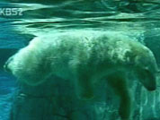 북극곰은 장거리 수영 선수 