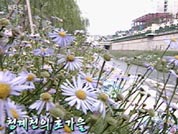 [영상] 도심속 청계천의 초가을 