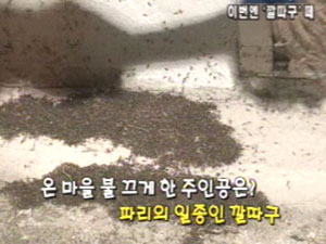 파리에 이어 깔따구까지 