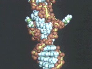 DNA 3차원 구조 세계 첫 규명 