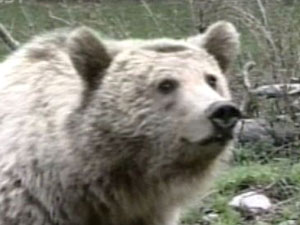보호종 ‘회색곰’ 사냥감 전락 처지 