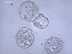 황우석 교수팀 “복제 기술 증거 있다” 