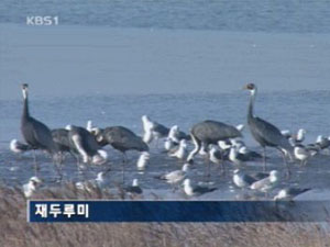 분단의 상징, ‘생태계 천국’으로 