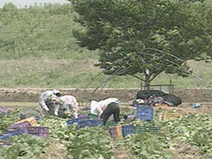 ‘일손 부족’ 선거시기 조정 