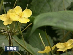 [뉴스광장 영상] 매미꽃 